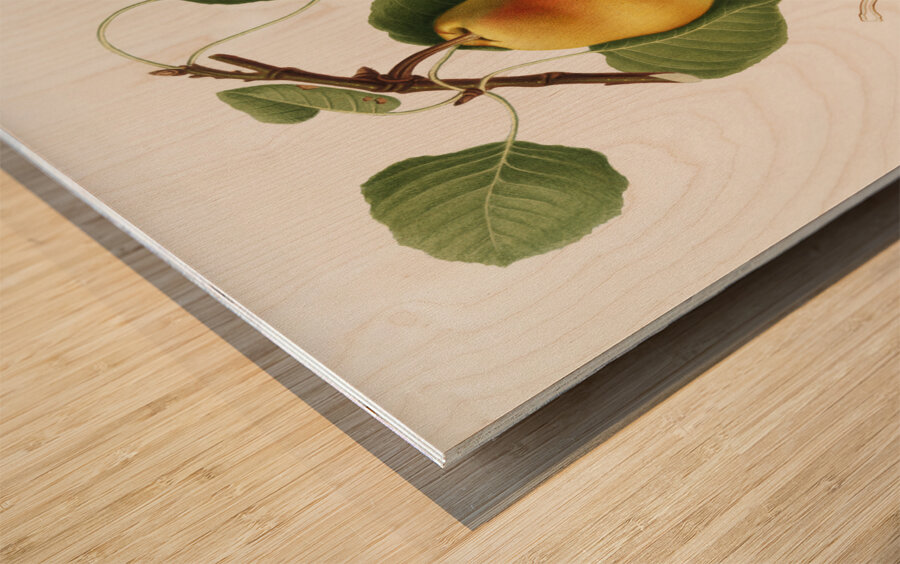 Pear Pyrus Pompeiana from Pomona Italiana 1817 - 1839 by Giorgio Gallesio 1772-1839.  Wood print