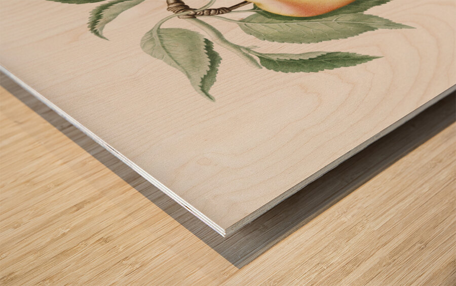 Carla Apple Melo Carlo from Pomona Italiana 1817 - 1839 by Giorgio Gallesio 1772-1839.  Wood print