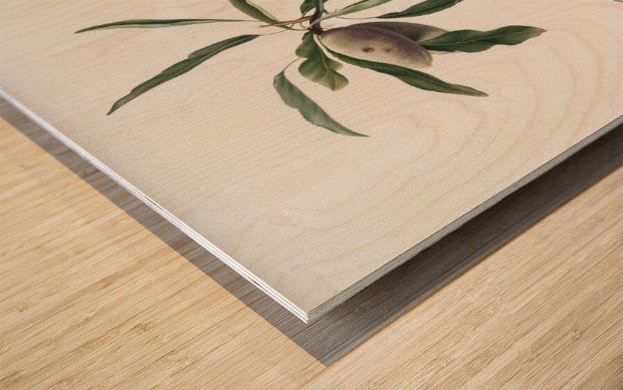 Almond Guscio tenero from Pomona Italiana 1817 - 1839 by Giorgio Gallesio 1772-1839.  Wood print