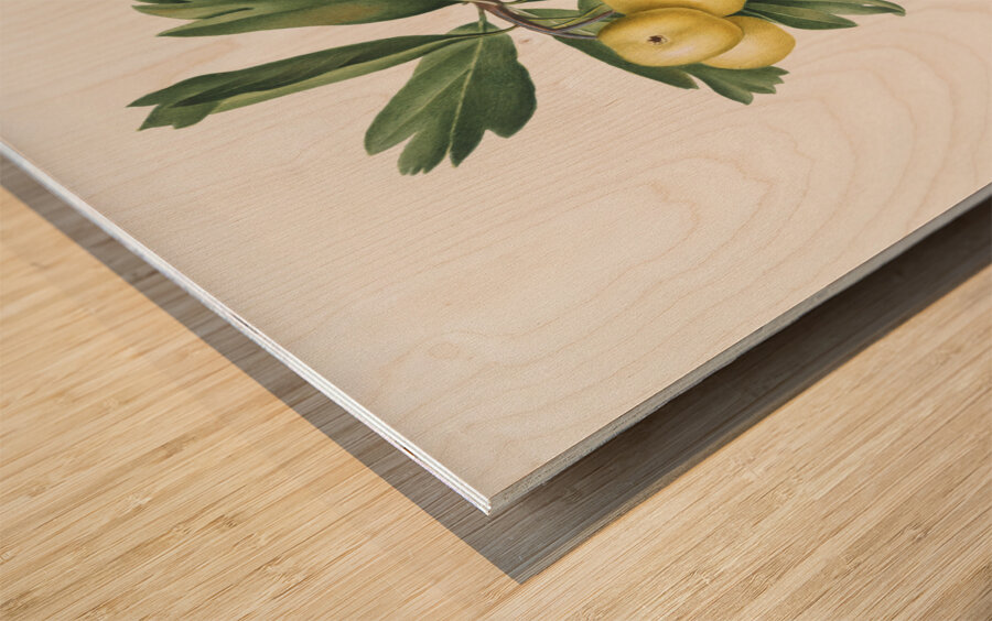 Hawthorn Crataegus poliossea sterilis from Pomona Italiana 1817 - 1839 by Giorgio Gallesio 1772-1839.  Wood print