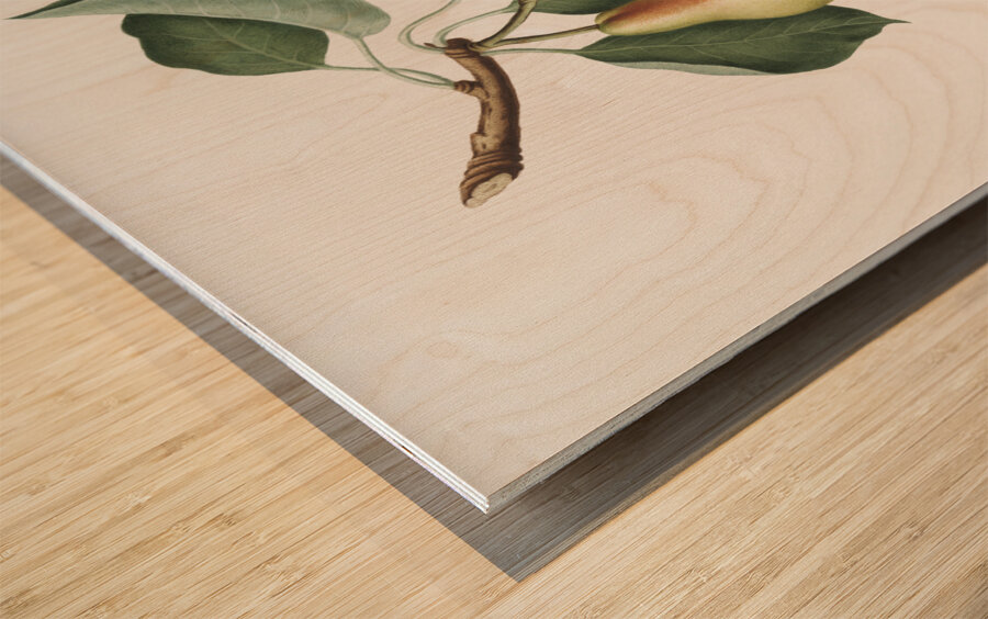 Pear Pyrus Perla from Pomona Italiana 1817 - 1839 by Giorgio Gallesio 1772-1839.  Wood print