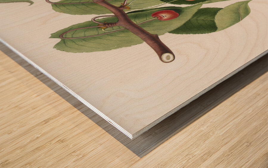 Cherry Cerasus cordiformis duracina from Pomona Italiana 1817 - 1839 by Giorgio Gallesio 1772-1839.  Wood print