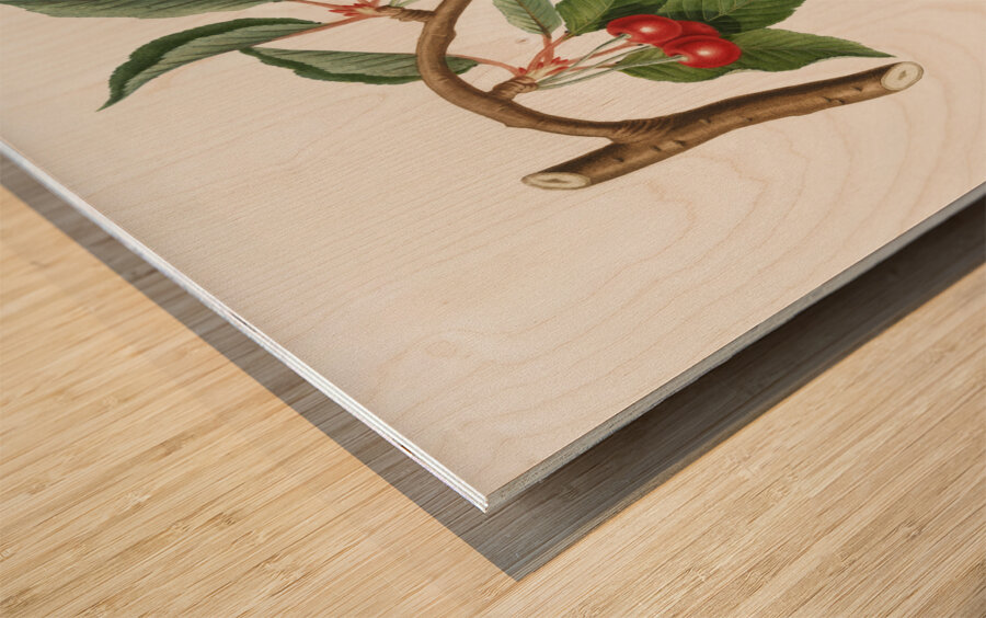 Cherry Ciliegio visciolino from Pomona Italiana 1817 - 1839 by Giorgio Gallesio 1772-1839.  Wood print