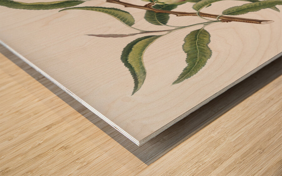 Almond Communis naxea from Pomona Italiana 1817 - 1839 by Giorgio Gallesio 1772-1839.  Wood print