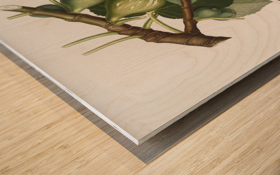 Common Fig Ficus carica sativa from Pomona Italiana 1817 - 1839 by Giorgio Gallesio 1772-1839.  Wood print