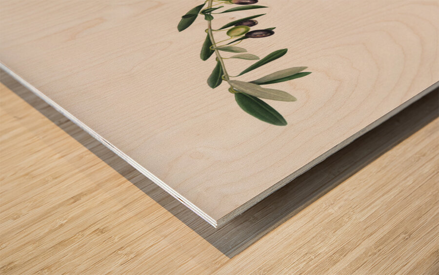 Olives Olea sativa Italica from Pomona Italiana 1817 - 1839 by Giorgio Gallesio 1772-1839.  Wood print