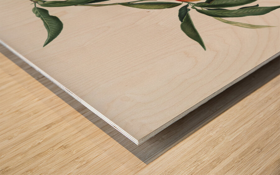 Peach Persica julodermis from Pomona Italiana 1817 - 1839 by Giorgio Gallesio 1772-1839.  Wood print