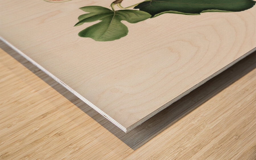 White-peel fig Ficus carica sativa from Pomona Italiana 1817 - 1839 by Giorgio Gallesio 1772-1839.  Wood print