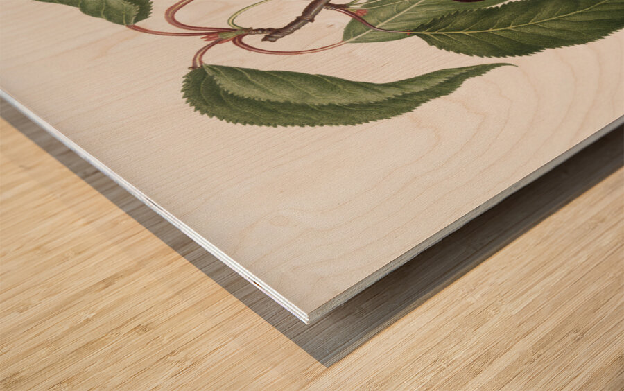 Hard-fleshed Cherry Cerasus Duracina from Pomona Italiana 1817 - 1839 by Giorgio Gallesio 1772-1839.  Wood print