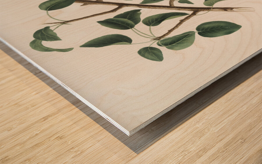 Seckel pear Pyrus × serrulata from Pomona Italiana 1817 - 1839 by Giorgio Gallesio 1772-1839.  Wood print