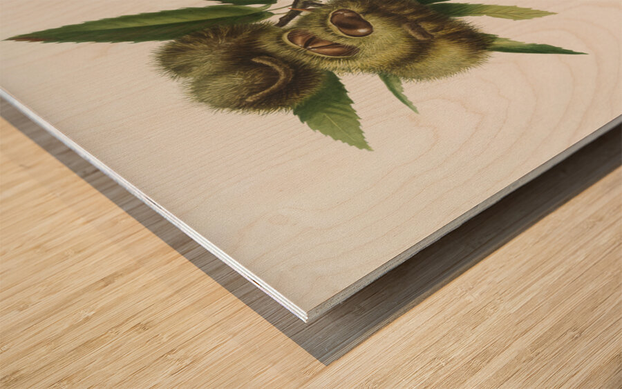 Spanish Chestnut Castanea sativa from Pomona Italiana 1817 - 1839 by Giorgio Gallesio 1772-1839.  Wood print