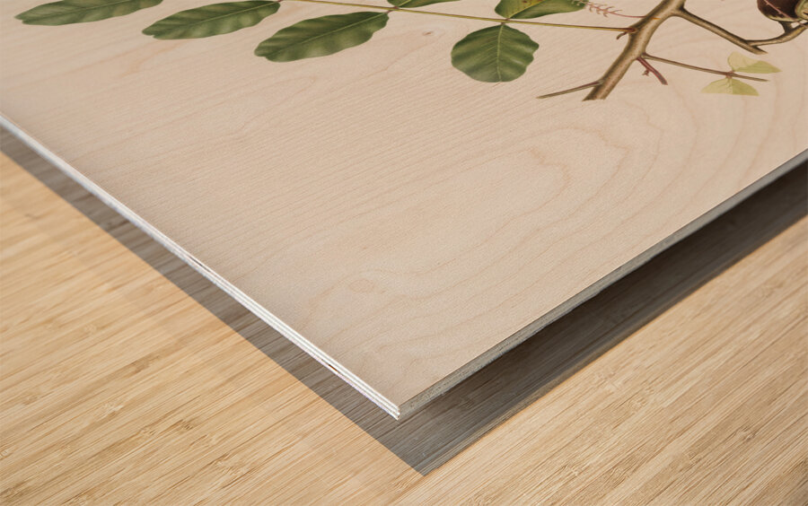 Carob Ceratonia from Pomona Italiana 1817 - 1839 by Giorgio Gallesio 1772-1839.  Wood print