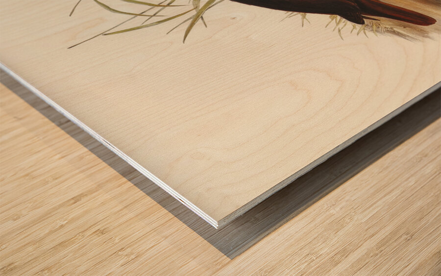 Gnathodon Gnathodon strigirostris illustrated by Elizabeth Gould 1804–1841 for John Gould’s 1804-1881 Birds of Australia  Wood print