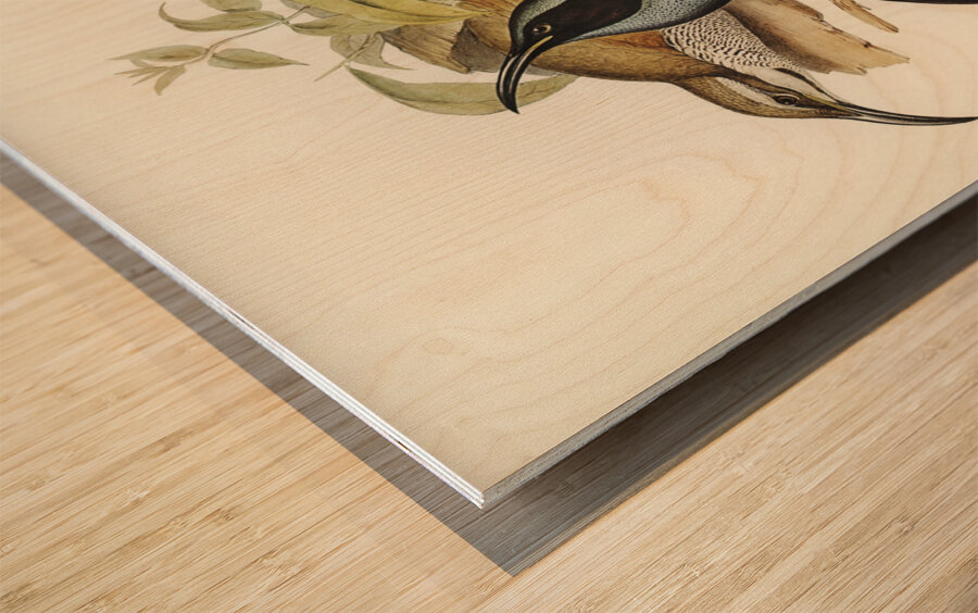 Magnificent Rifle-bird Ptiloris magnifica illustrated by Elizabeth Gould 1804–1841 for John Gould’s 1804-1881 Birds of Australia  Wood print