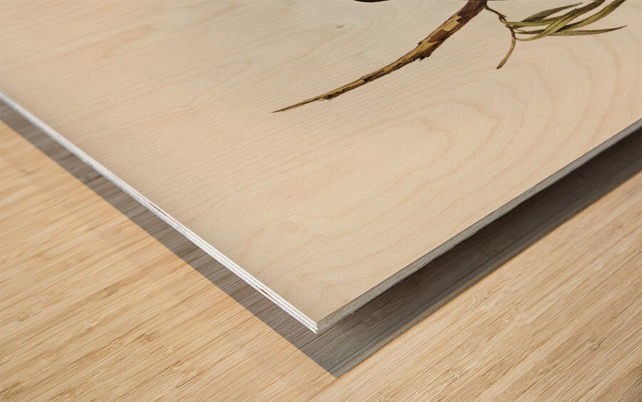 White-eyebrowed Wood Swallow Artamus supercilious illustrated by Elizabeth Gould 1804–1841 for John Gould’s 1804-1881 Birds of Australia  Wood print