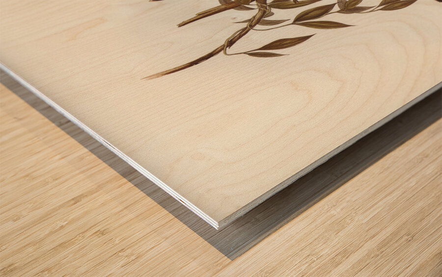 Rufous-fronted Fantail Rhipidura rufifrons illustrated by Elizabeth Gould 1804–1841 for John Gould’s 1804-1881 Birds of Australia  Wood print