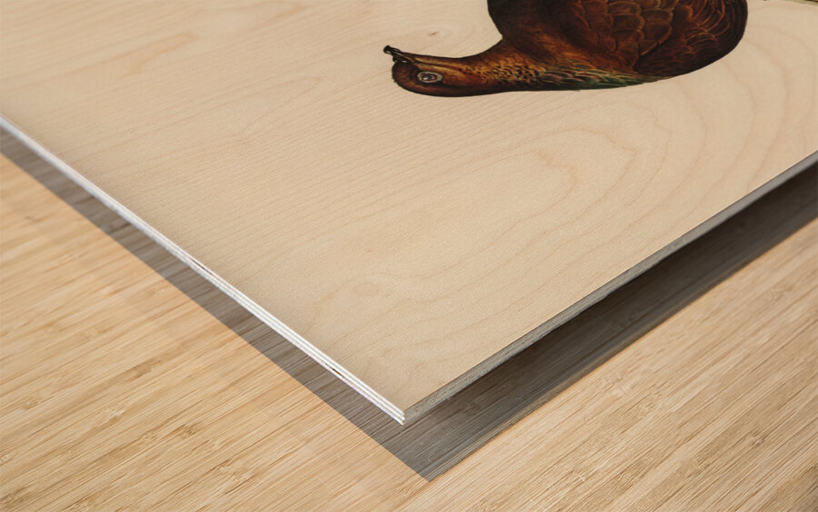 Pheasant-tailed Pigeon Macropygia Phasianella illustrated by Elizabeth Gould 1804–1841 for John Gould’s 1804-1881 Birds of Australia  Wood print