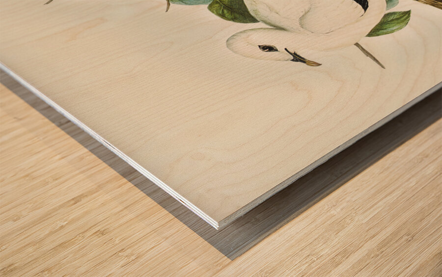 Torres Strait Fruit Pigeon Carpophaga luctuosa illustrated by Elizabeth Gould 1804–1841 for John Gould’s 1804-1881 Birds of Australia  Wood print