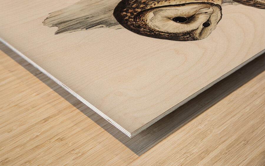 Chestnut-faced Owl Strix castanops illustrated by Elizabeth Gould 1804–1841 for John Gould’s 1804-1881 Birds of Australia  Wood print