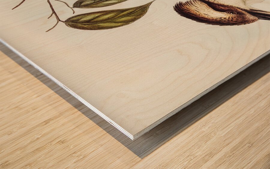 Great Brown Kingfisher Dacelo gigantic illustrated by Elizabeth Gould 1804–1841 for John Gould’s 1804-1881 Birds of Australia  Wood print