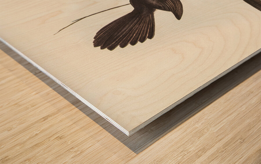 Black Fantailed Flycatcher Rhipidura Motacilloides illustrated by Elizabeth Gould 1804–1841 for John Gould’s 1804-1881 Birds of Australia  Wood print