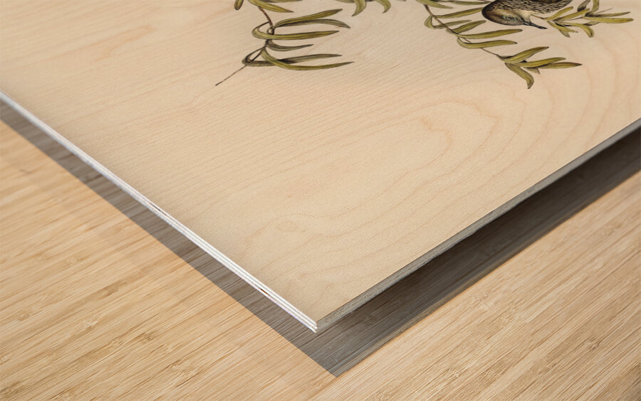 Peaceful Ground Dove Geopelia tranquilla illustrated by Elizabeth Gould 1804–1841 for John Gould’s 1804-1881 Birds of Australia  Wood print