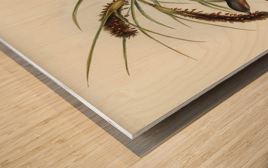 Swainson’s Graucalus Graucalus Swainsonii illustrated by Elizabeth Gould 1804–1841 for John Gould’s 1804-1881 Birds of Australia  Wood print