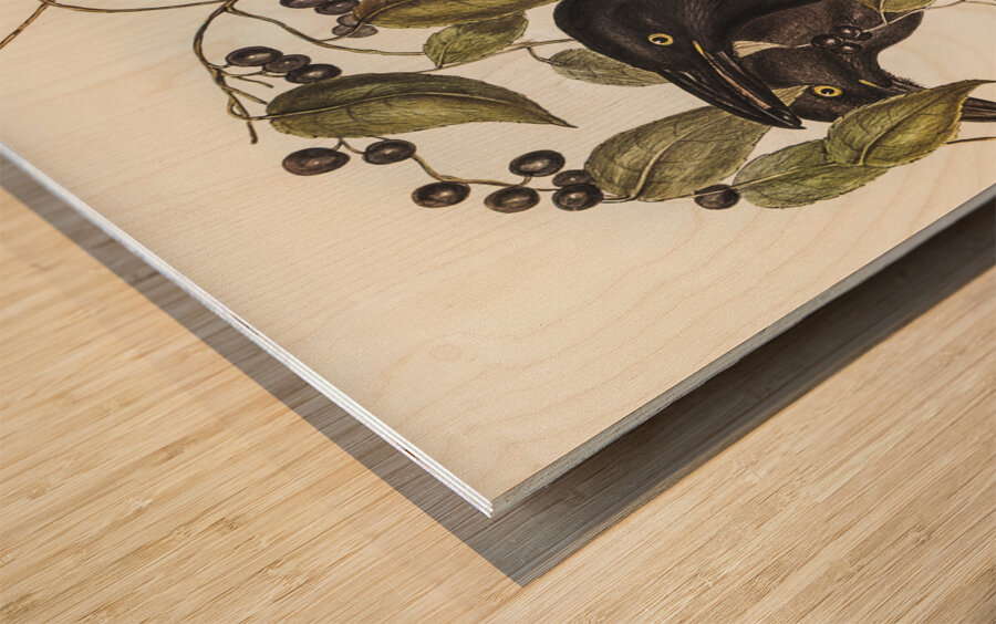 Great Crow-Shrike Strepera graculina illustrated by Elizabeth Gould 1804–1841 for John Gould’s 1804-1881 Birds of Australia  Wood print