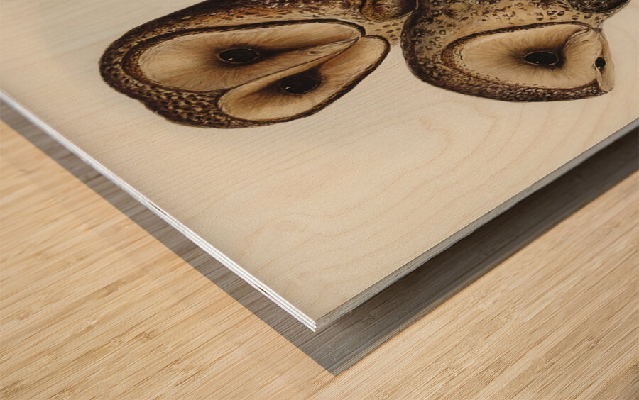 Masked Barn Owl Strix Personata Vig illustrated by Elizabeth Gould 1804–1841 for John Gould’s 1804-1881 Birds of Australia  Wood print