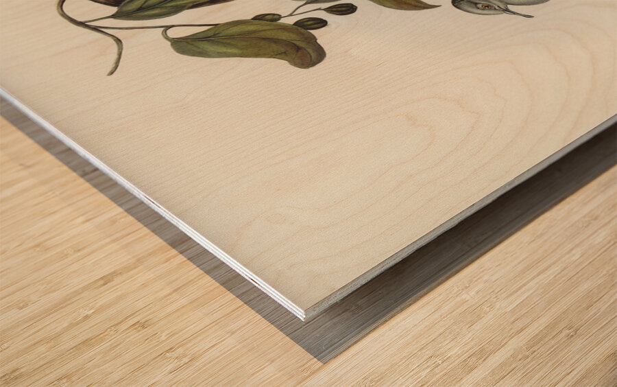 Barred-shouldered Ground Dove Geopelia humeralis illustrated by Elizabeth Gould 1804–1841 for John Gould’s 1804-1881 Birds of Australia  Wood print