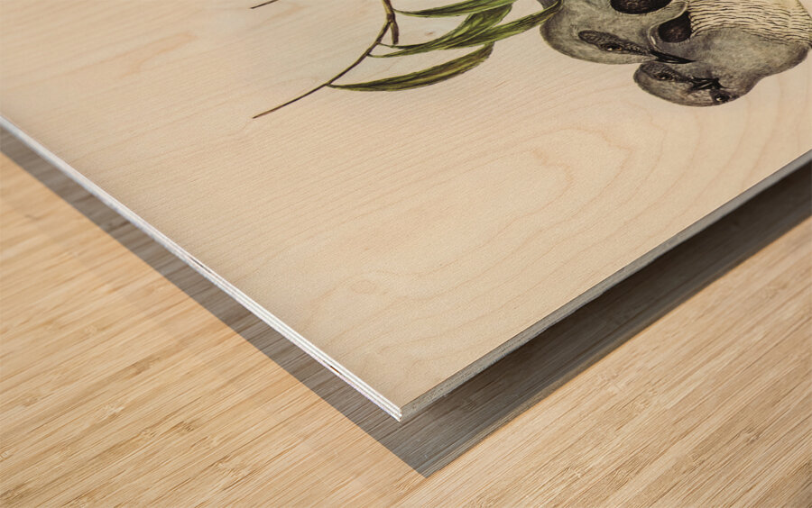 Ground Graucalus Pteropodocys Phasianella illustrated by Elizabeth Gould 1804–1841 for John Gould’s 1804-1881 Birds of Australia  Wood print