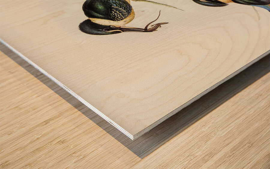 Sacred Halcyon Halcyon sanctus illustrated by Elizabeth Gould 1804–1841 for John Gould’s 1804-1881 Birds of Australia  Wood print