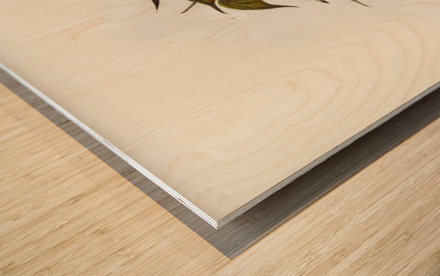 White-vented Wood Swallow Artamus albiventris illustrated by Elizabeth Gould 1804–1841 for John Gould’s 1804-1881 Birds of Australia  Wood print