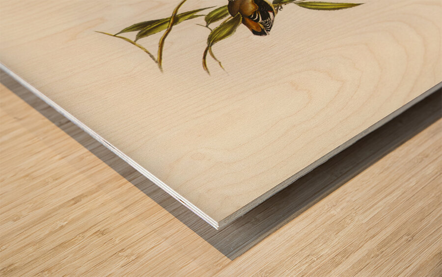 Striated Pardalote Pardalotus striatus illustrated by Elizabeth Gould 1804–1841 for John Gould’s 1804-1881 Birds of Australia  Wood print