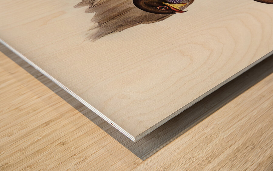 Australian Roller Eurystomus Australis illustrated by Elizabeth Gould 1804–1841 for John Gould’s 1804-1881 Birds of Australia  Wood print