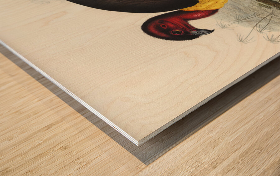 Brush turkey Talegalla Lathamii illustrated by Elizabeth Gould 1804–1841 for John Gould’s 1804-1881 Birds of Australia  Wood print