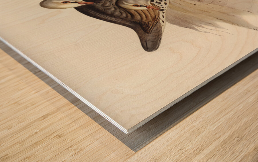 Wonga-wonga Pigeon Leucosarcia picata illustrated by Elizabeth Gould 1804–1841 for John Gould’s 1804-1881 Birds of Australia  Wood print