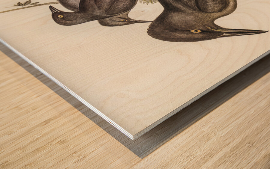 Grey Crow-Shrike Strepera Anaphonensis illustrated by Elizabeth Gould 1804–1841 for John Gould’s 1804-1881 Birds of Australia  Wood print