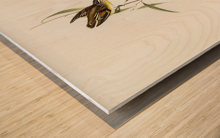 Allied Pardalote Pardalotus affines illustrated by Elizabeth Gould 1804–1841 for John Gould’s 1804-1881 Birds of Australia  Wood print