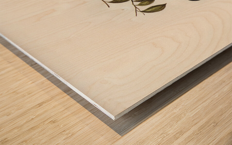 Little Kingfisher Alcyone pasilla illustrated by Elizabeth Gould 1804–1841 for John Gould’s 1804-1881 Birds of Australia  Wood print