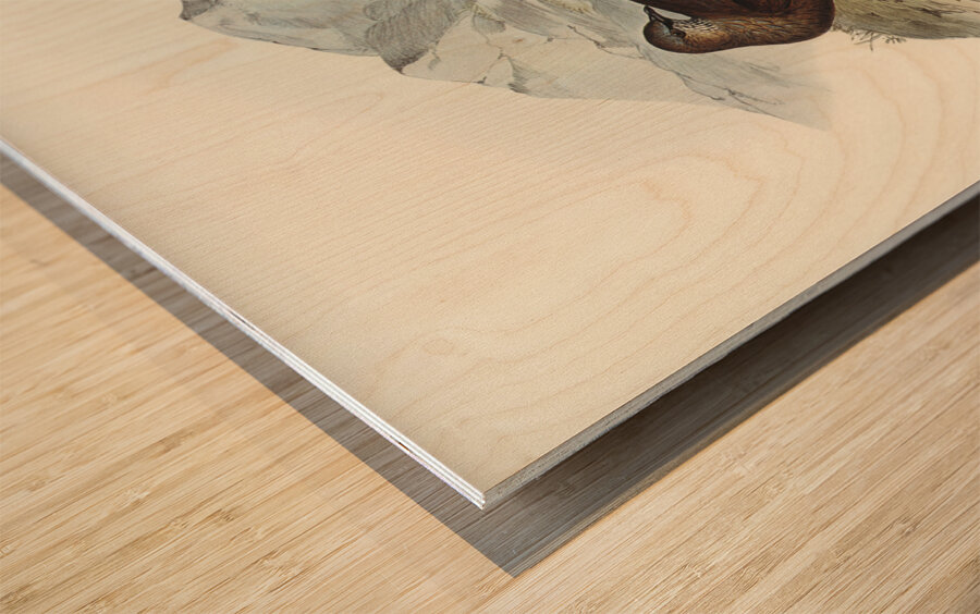 White-quilled Rock Dove Petrophassa albipennis illustrated by Elizabeth Gould 1804–1841 for John Gould’s 1804-1881 Birds of Australia  Wood print