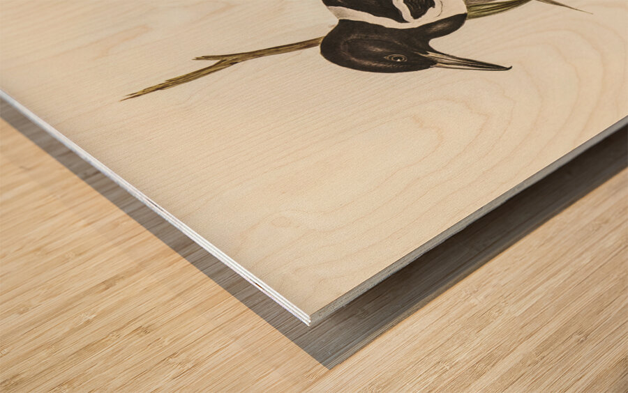 Pied Crow-Shrike Cracticus picatus illustrated by Elizabeth Gould 1804–1841 for John Gould’s 1804-1881 Birds of Australia  Wood print