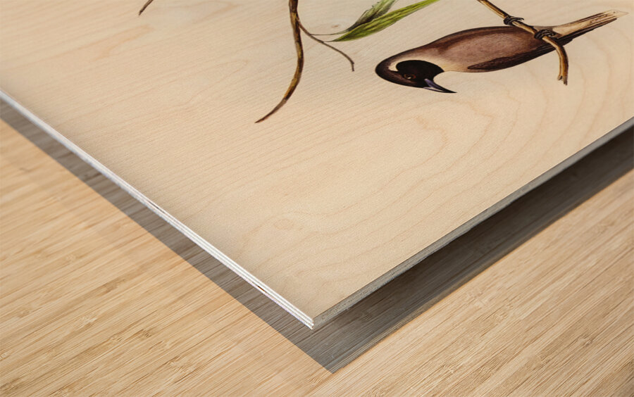 Masked Wood Swallow Artamus personates Gould illustrated by Elizabeth Gould 1804–1841 for John Gould’s 1804-1881 Birds of Australia  Wood print