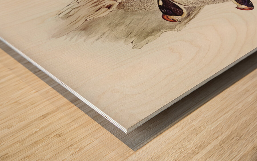 Fairy Martin Collocalia Ariel illustrated by Elizabeth Gould 1804–1841 for John Gould’s 1804-1881 Birds of Australia  Wood print