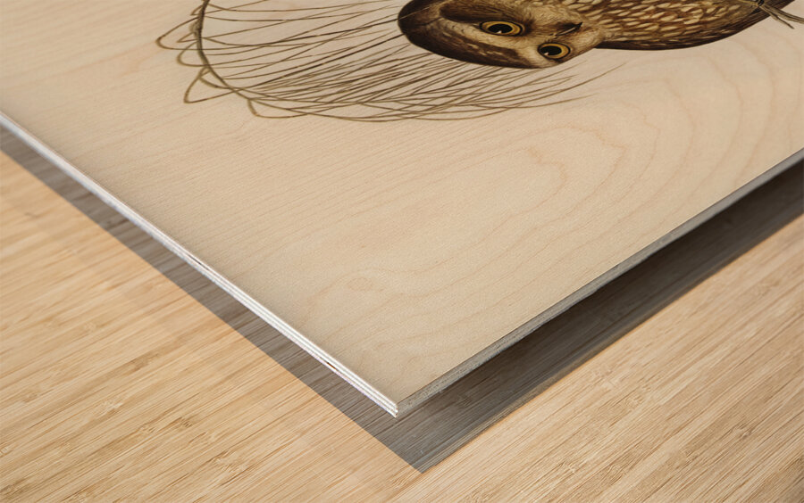 Spotted Owl Athene maculate illustrated by Elizabeth Gould 1804–1841 for John Gould’s 1804-1881 Birds of Australia  Wood print