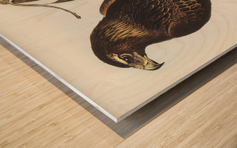 Wedge-tailed Eagle Aquila focosa illustrated by Elizabeth Gould 1804–1841 for John Gould’s 1804-1881 Birds of Australia  Wood print