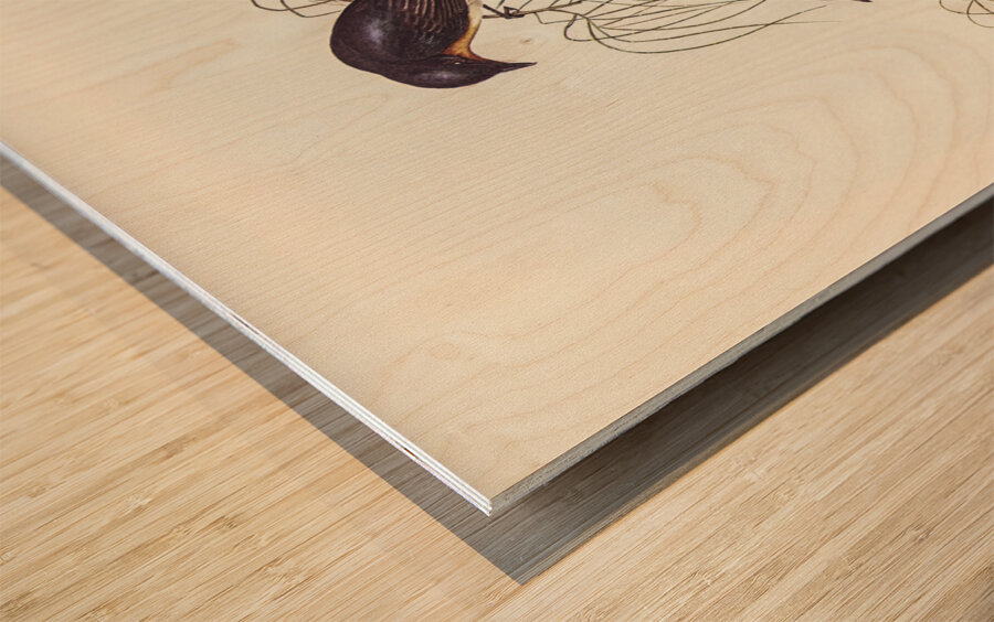 Shining Flycatcher Myiagra nitida illustrated by Elizabeth Gould 1804–1841 for John Gould’s 1804-1881 Birds of Australia  Wood print