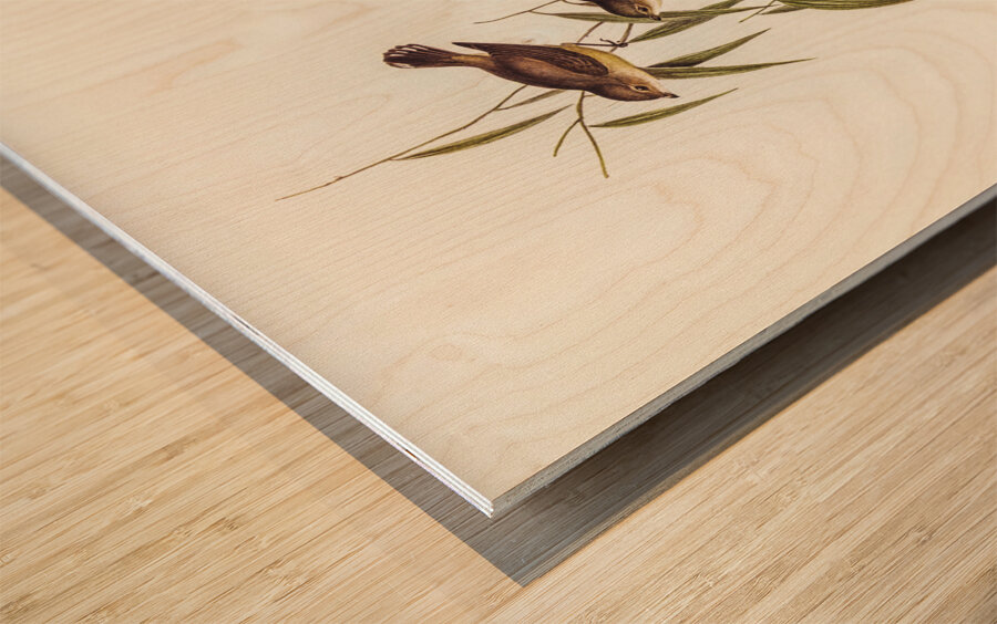 Short-billed tree tit Smicrornis brevirostris illustrated by Elizabeth Gould 1804–1841 for John Gould’s 1804-1881 Birds of Australia  Wood print