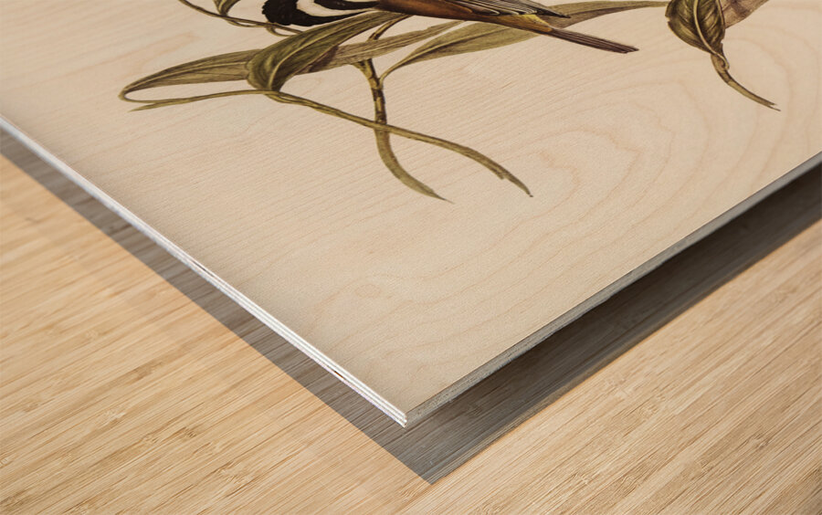 Frontal Shrike-Tit Falcunculus frontatus illustrated by Elizabeth Gould 1804–1841 for John Gould’s 1804-1881 Birds of Australia  Wood print