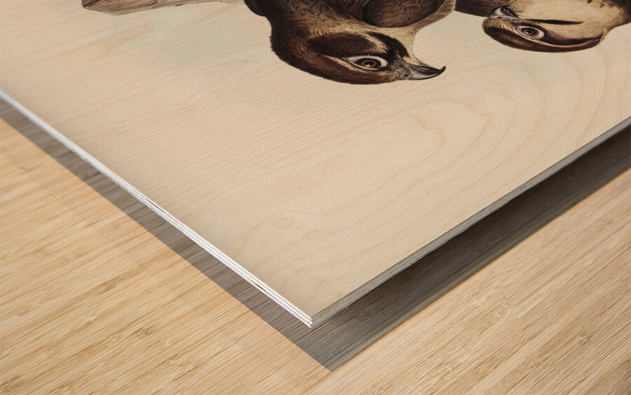 Brown Hawk Ieracidea Berigora illustrated by Elizabeth Gould 1804–1841 for John Gould’s 1804-1881 Birds of Australia  Wood print